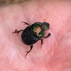 Onthophagus dandalu