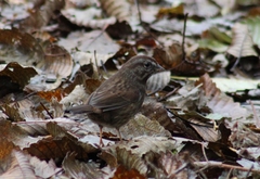 Melospiza melodia morphna