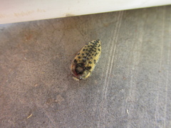 Acmaeodera maculifera