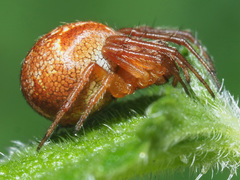 Araneus sturmi