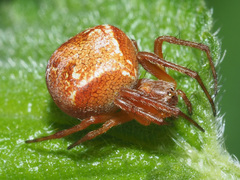Araneus sturmi