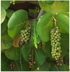 Anolis smaragdinus