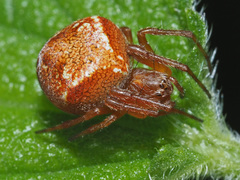 Araneus sturmi