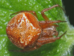 Araneus sturmi