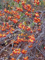 Celastrus orbiculatus