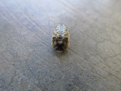 Acmaeodera maculifera