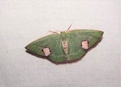 Idiochroa celidota