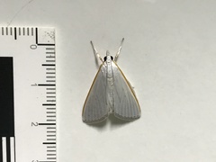 Palpita margaritacea