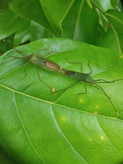 Homoeocerus graminis