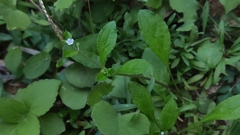 Bothriospermum zeylanicum