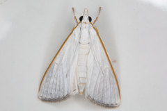 Palpita margaritacea