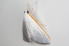 Palpita margaritacea