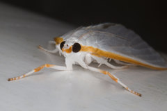 Palpita margaritacea