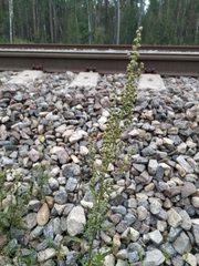 Chenopodium acuminatum virgatum