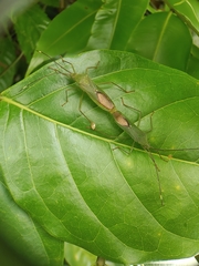 Homoeocerus graminis