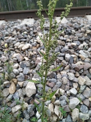 Chenopodium acuminatum virgatum