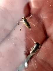 Nepomorpha