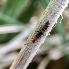 Carphurus angustatus