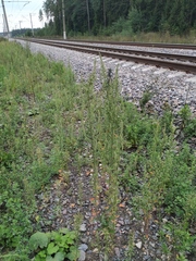 Chenopodium acuminatum virgatum