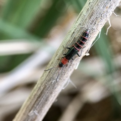 Carphurus angustatus