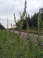 Chenopodium acuminatum virgatum