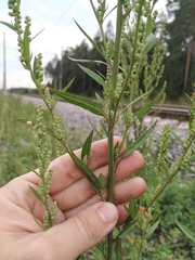 Chenopodium acuminatum virgatum