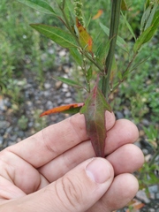 Chenopodium acuminatum virgatum
