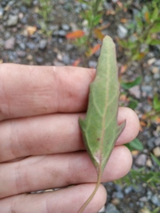 Chenopodium acuminatum virgatum