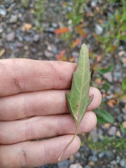 Chenopodium acuminatum virgatum