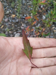 Chenopodium acuminatum virgatum