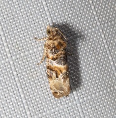 Lobesia physophora