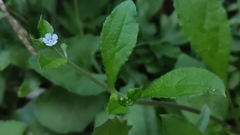 Bothriospermum zeylanicum