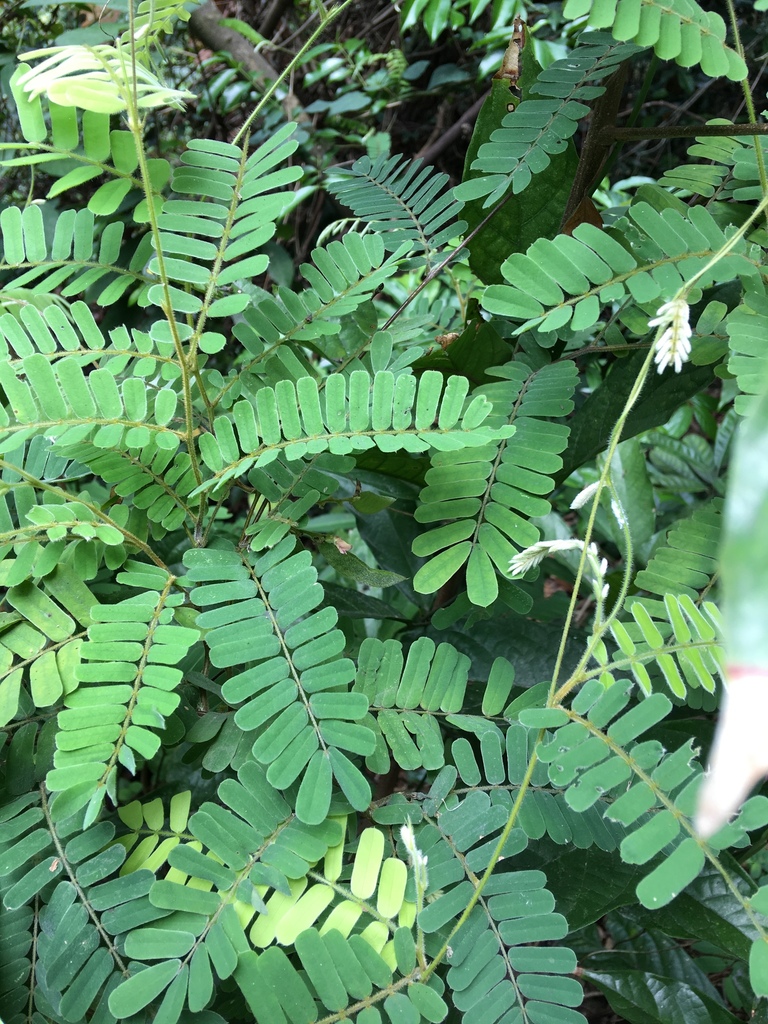 Dalbergia millettii