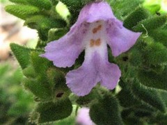Prostanthera densa