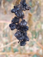Phytolacca americana