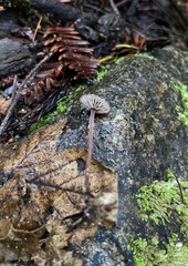 Paragymnopus sequoiae