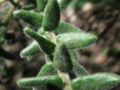 Prostanthera densa