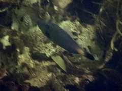 Meuschenia flavolineata