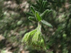 Prostanthera densa