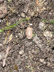 Porcellio dilatatus