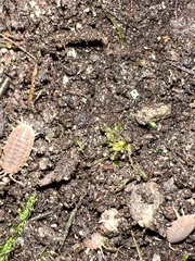 Porcellio dilatatus