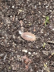 Porcellio dilatatus