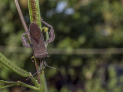 Anoplocnemis phasianus