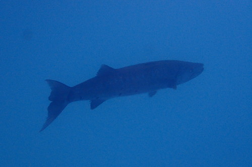 Barracuda