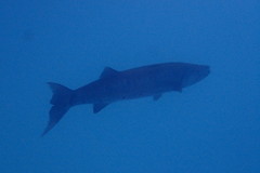 Barracuda