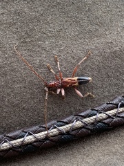 Coptocercus aberrans