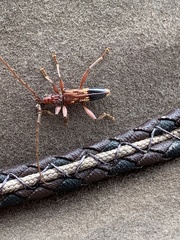 Coptocercus aberrans