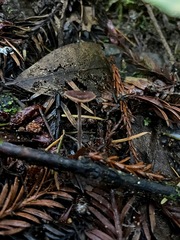 Paragymnopus sequoiae