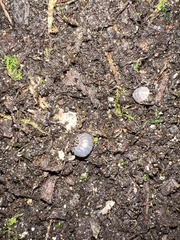 Armadillidium vulgare