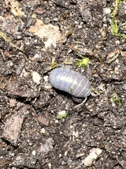 Armadillidium vulgare